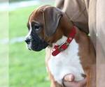 Small Photo #3 Boxer Puppy For Sale in PINE GROVE, PA, USA