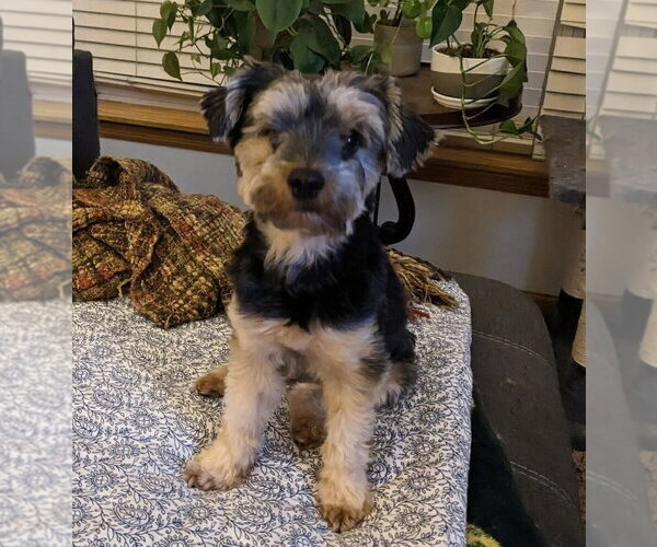 Medium Photo #1 Shih Tzu-Unknown Mix Puppy For Sale in Glen Haven, WI, USA