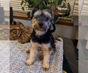 Shih Tzu-Unknown Mix Dogs for adoption in Glen Haven, WI, USA