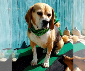 Louie-He's got a sponsor! - Male Puggle Dog for Adoption - Photo #4