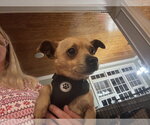 Small #4 Chihuahua