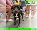 Small #22 Rottweiler-American Pit Bull Terrier