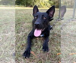 Small Photo #4 Shepradors Puppy For Sale in Attalka, AL, USA