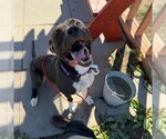 Small Photo #2 American Pit Bull Terrier Puppy For Sale in Aurora, CO, USA