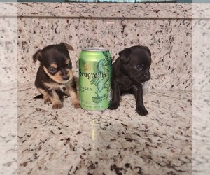 Chihuahua Puppy for sale in OCALA, FL, USA