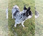 Small #1 French Bulldog