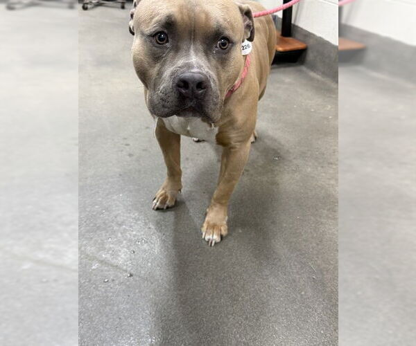 Medium Photo #1 Mutt Puppy For Sale in Forestville, MD, USA