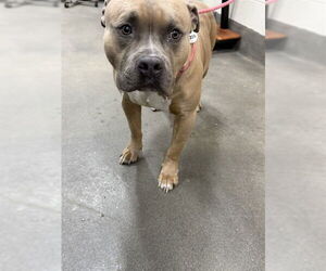 Mutt Dogs for adoption in Forestville, MD, USA