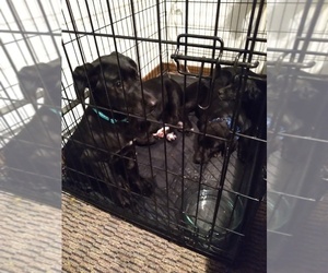 German Shepherd Dog-German Shorthaired Pointer Mix Puppy for sale in SMOKEY POINT, WA, USA