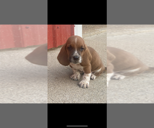 Basset Hound Puppy for sale in SONORA, KY, USA