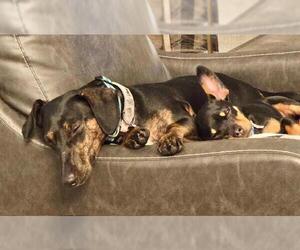 Puppy Norman  -  Bonded With Daisy  - So Ca - Male Doxie-Pin Dog for Adoption - Photo #4