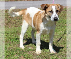 Labrador Retriever-Unknown Mix Dogs for adoption in Prattville, AL, USA