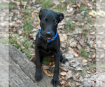 Small #4 Labrador Retriever Mix