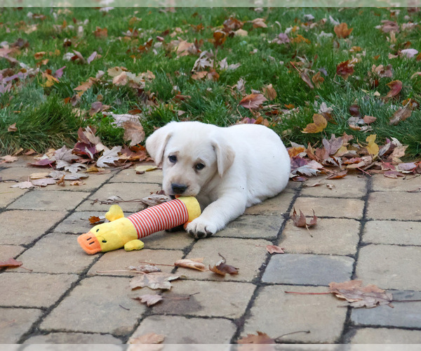 Medium Photo #4 Labrador Retriever Puppy For Sale in SYRACUSE, IN, USA