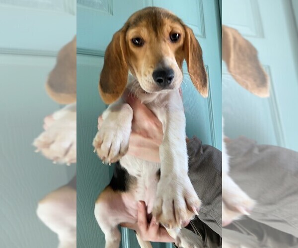 Medium Photo #1 Beagle Puppy For Sale in CLARE, IL, USA