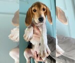 Small Photo #1 Beagle Puppy For Sale in CLARE, IL, USA