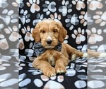 Small Photo #9 Goldendoodle Puppy For Sale in QUARRYVILLE, PA, USA