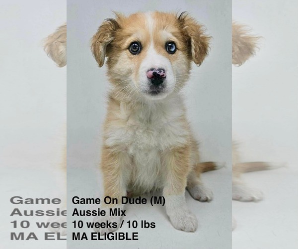 Medium Photo #5 Australian Shepherd-Collie Mix Puppy For Sale in pomfret, CT, USA