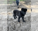 Small Photo #2 German Shepherd Dog Puppy For Sale in POLK CITY, FL, USA