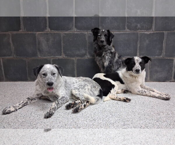 Medium Photo #7 Border Collie-Unknown Mix Puppy For Sale in Highland, IL, USA