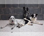 Small Photo #7 Border Collie-Unknown Mix Puppy For Sale in Highland, IL, USA