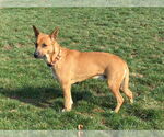 Small #4 Carolina Dog Mix