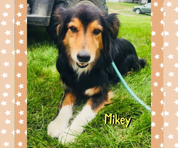 Medium Photo #2 Australian Shepherd-Unknown Mix Puppy For Sale in Red Lodge, MT, USA