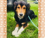 Small #1 Australian Shepherd Mix