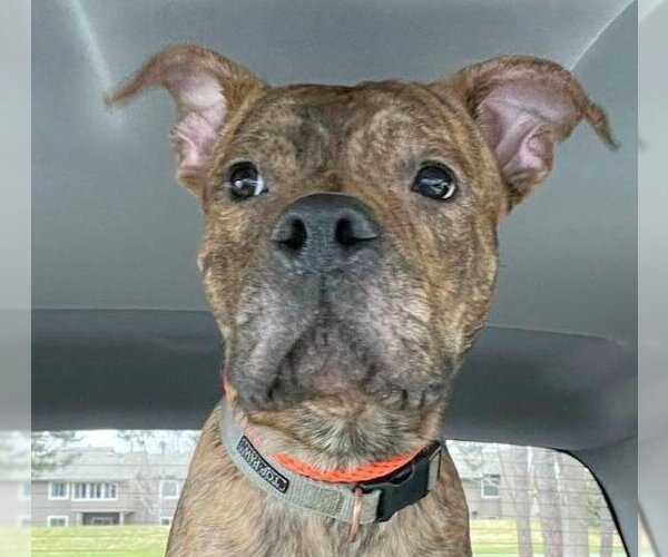 Medium Photo #6 American Staffordshire Terrier-Boxer Mix Puppy For Sale in Minneapolis, MN, USA