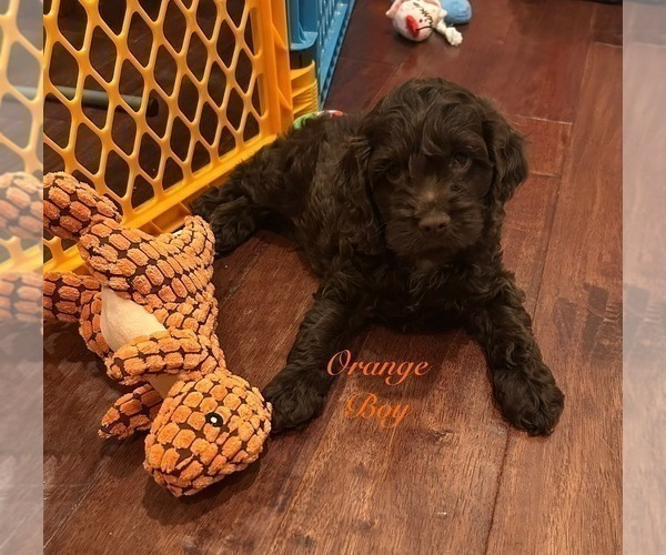 Medium Photo #1 Cockapoo Puppy For Sale in BLUE MOUNTAIN, MS, USA