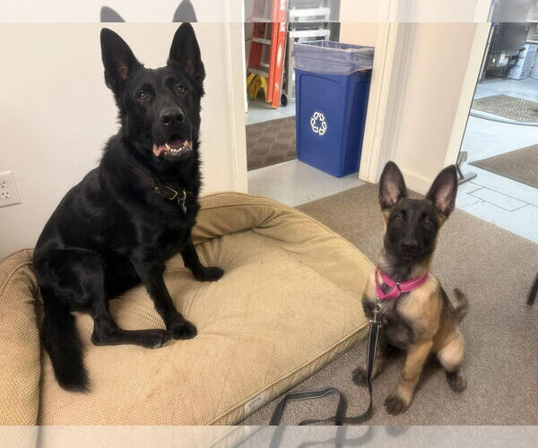 Medium Photo #4 Mutt Puppy For Sale in Gretna, NE, USA