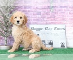 Small Photo #2 Goldendoodle Puppy For Sale in BEL AIR, MD, USA
