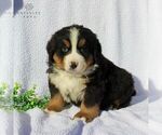 Small Photo #3 Bernese Mountain Dog Puppy For Sale in GAP, PA, USA