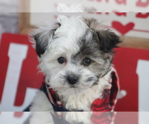 Maltese-Poodle (Toy) Mix Puppy for sale in SEDALIA, MO, USA