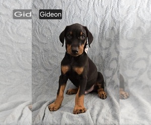 Doberman Pinscher Puppy for sale in POMEROY, OH, USA