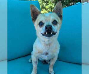 Chihuahua Dogs for adoption in Woodland Hills, CA, USA