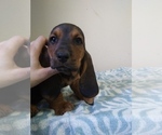 Small Photo #15 Basset Hound Puppy For Sale in PETERSBURG, IN, USA