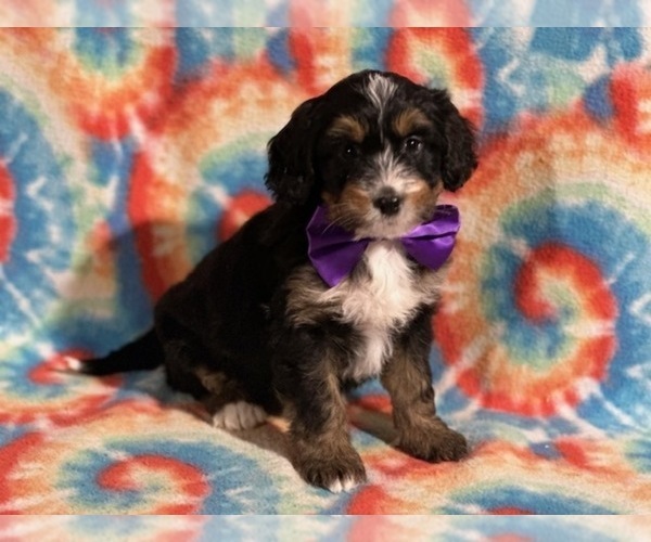 Medium Photo #2 Bernedoodle (Miniature) Puppy For Sale in LANCASTER, PA, USA