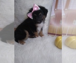 Small Photo #4 Australian Shepherd Puppy For Sale in INDIANAPOLIS, IN, USA