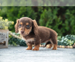 Small #2 Dachshund