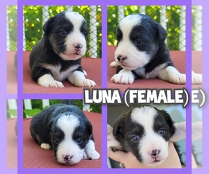 Miniature Australian Shepherd Puppy for sale in BONNE TERRE, MO, USA