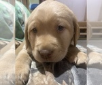 Small Photo #3 Labrador Retriever Puppy For Sale in MANSFIELD, MO, USA