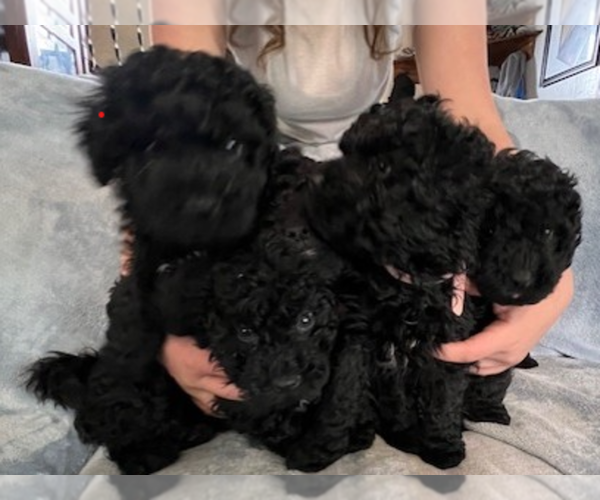 Medium Photo #1 Puli Puppy For Sale in CENTRALIA, WA, USA