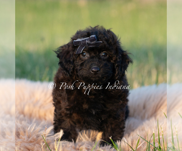 Medium Photo #76 Poodle (Miniature) Puppy For Sale in WARSAW, IN, USA