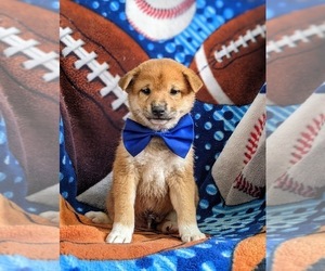 Shiba Inu Puppy for sale in OXFORD, PA, USA