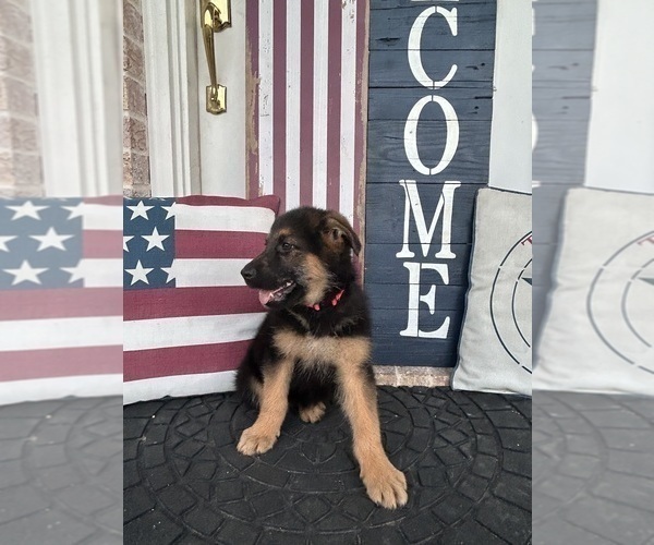 Medium Photo #3 German Shepherd Dog Puppy For Sale in GILMER, TX, USA