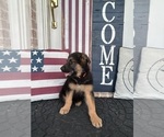Small Photo #3 German Shepherd Dog Puppy For Sale in GILMER, TX, USA
