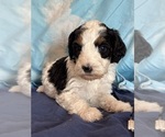 Templeton - Male Bernedoodle (Miniature) Puppy for Sale - Photo #3