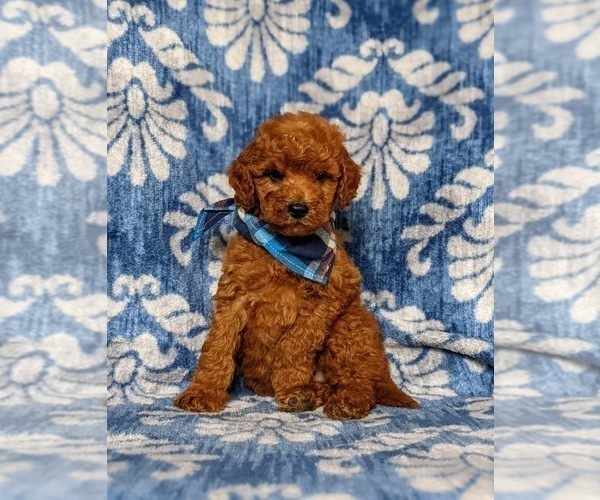 Medium Photo #2 Goldendoodle Puppy For Sale in COCHRANVILLE, PA, USA