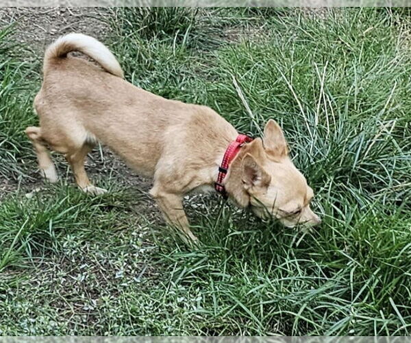 Medium Photo #4 Chihuahua Puppy For Sale in Olalla, WA, USA